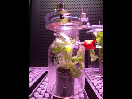 An der Methanquelle der Pflanzen