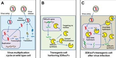 3D8 scFv with broad antiviral activity