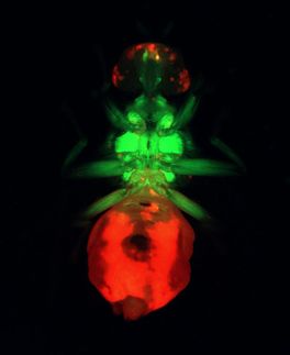 Biotechnologische Methode zur Bekaempfung eines Agrarschaedlings