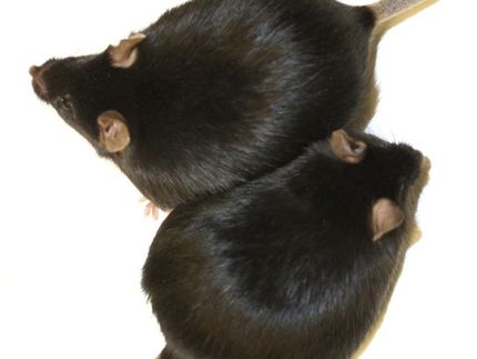MPI für Immunbiologie