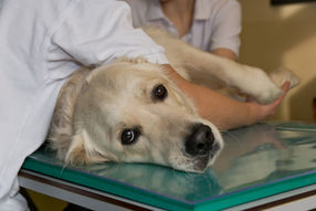 Weltweit erste Krebsimmuntherapie für den Hund entwickelt
