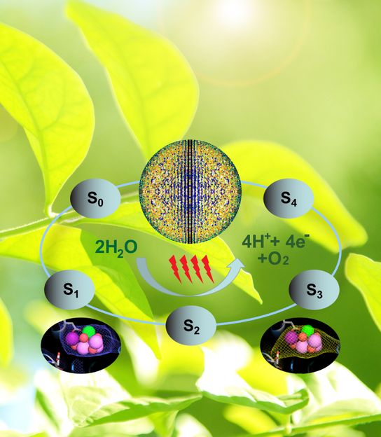 Forscher beobachten Photosynthese in Aktion - Erste Filmszene der molekularen Dynamik im Photosystem II