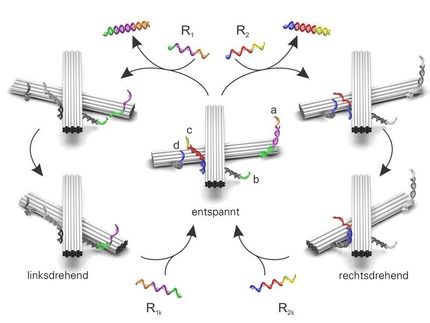 DNA als Lichtschalter