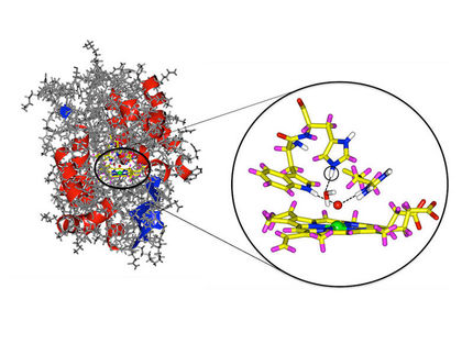 Eiskalt erwischt: Neutronen beleuchten Wirkmechanismus lebenswichtiger Enzyme