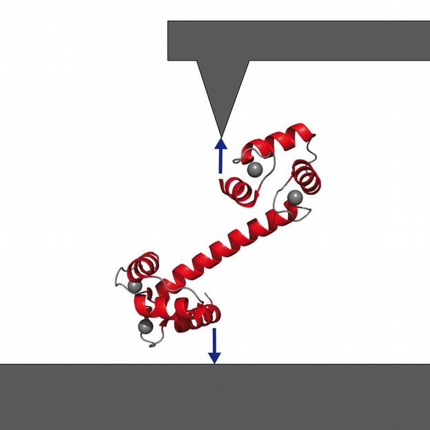 Proteinen bei der Arbeit zugesehen: Calmodulin, ein Protein packt zu