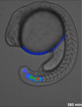 Entstehung der Körpersegmente