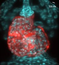 Herz eines Zebrafisch-Embryos
