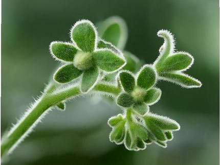 MPI für molekulare Pflanzenphysiologie