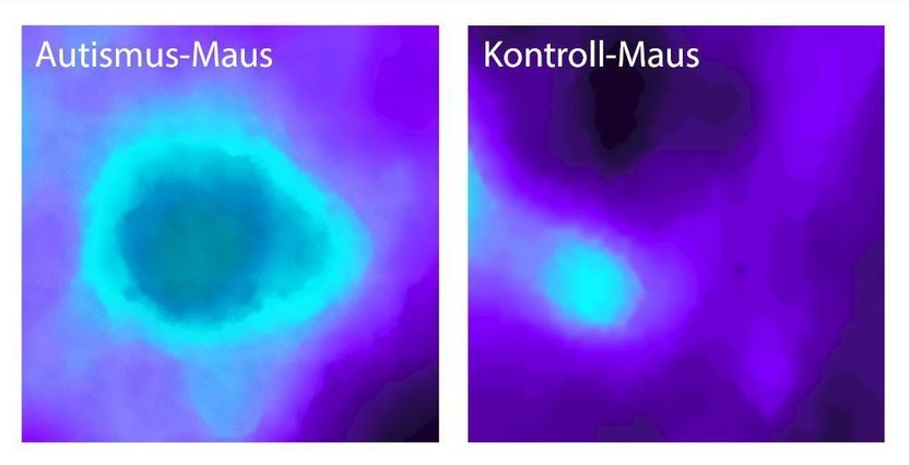 © MPI of Neurobiology / Gogolla