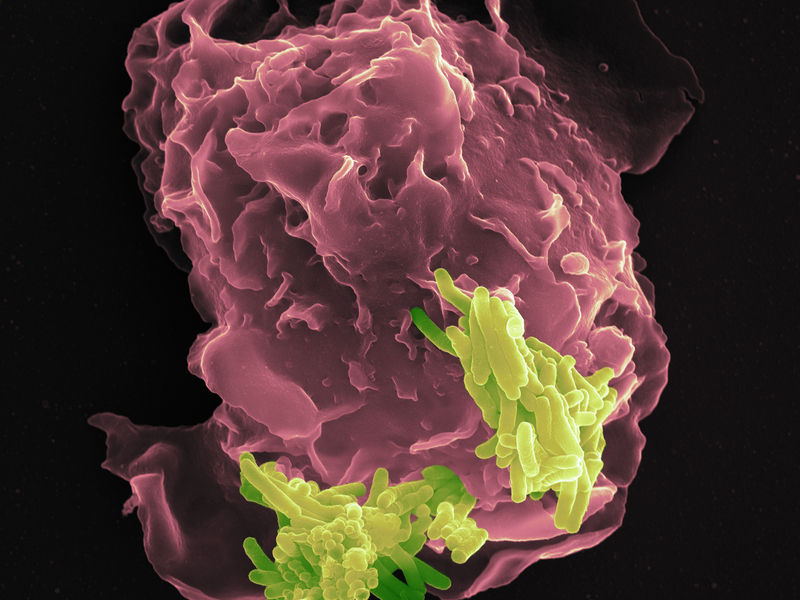 © MPI for Infection Biology / Volker Brinkmann
