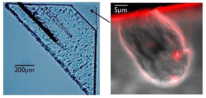 © Westphal et al. 2014, Science/AAAS