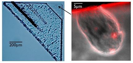 Jedes Körnchen ist anders