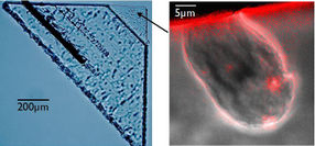 Each grain is different