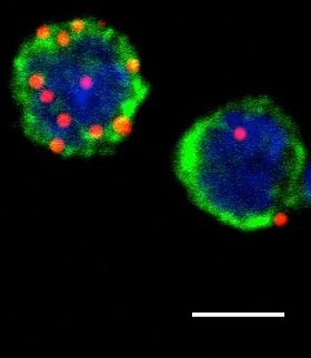 Angeborene lymphoide Zellen lösen Abwehrreaktion von T-Zellen aus