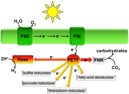 Efficient production of hydrogen by algae