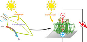 Proteine ersetzen Silizium: Ein halb-künstliches Blatt ist schneller als die Photosynthese