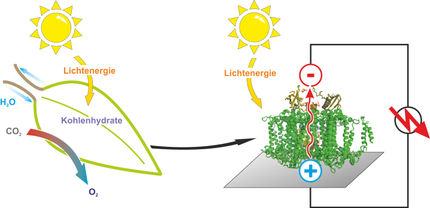 Proteins that replace silicon: A semi-artificial leaf faster than “natural” photosynthesis