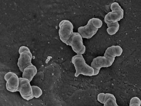 Bakterium mit Knalleffekt