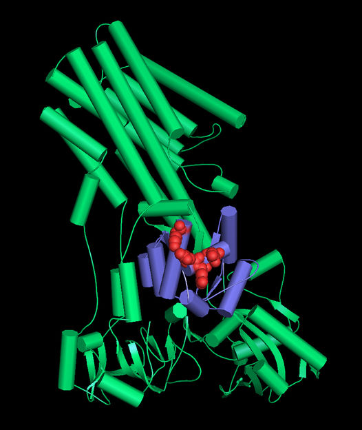 Dr. Bianca Habermann / Copyright: MPI of Biochemistry