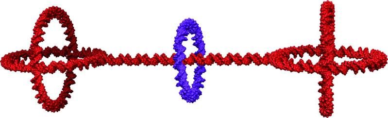 Rotaxan-Moleküle aus Erbgutmaterial für die Nanorobotik
