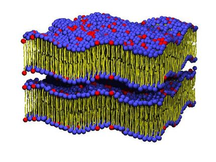 Forscher beobachten Bewegung von Lipidmolekülen