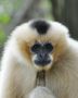 Gibbon genome sequenced