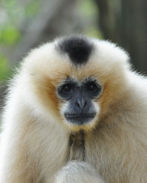 Gibbon genome sequenced - Mobile DNA element allows conclusions on the evolution of apes