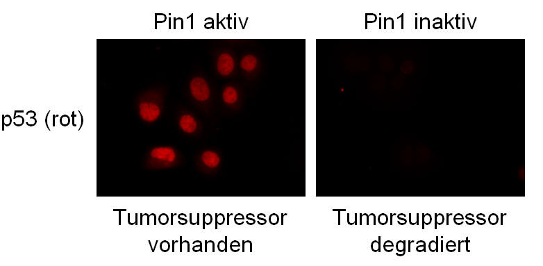 Siepe, Jentsch (MPI f. Biochemie)