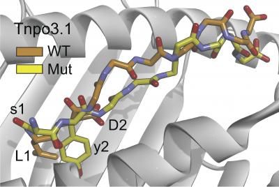 New rules for anticancer vaccines