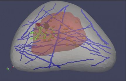 'Virtual breast' could improve cancer detection