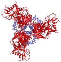 Scientists unveil structure, dynamics of key HIV molecules