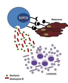 Blockade des Proteins STAT3 könnte Krebspatienten zweifach helfen