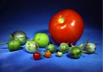 New sequencing reveals genetic history of tomatoes