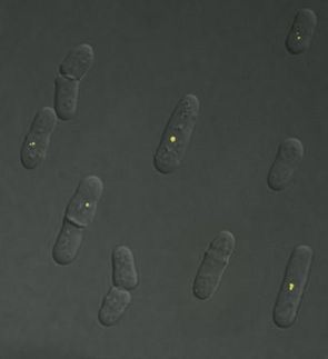 How a molecular Superman protects the genome from damage