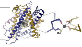 Eisentransportprotein