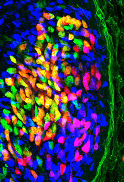 © MPI für Neurobiologie/ Gatto