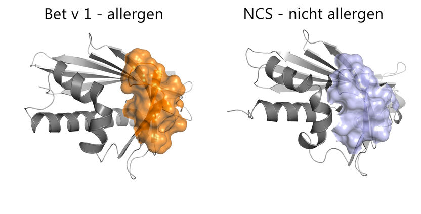 Quelle: PDB IDs: 1BV1 und 2VNE.