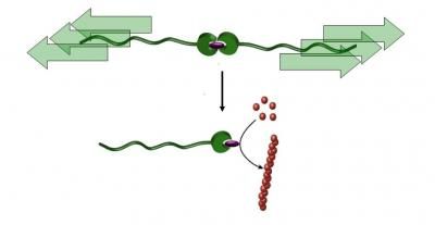 A molecular ripcord for chemical reactions