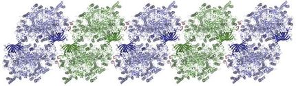 X-ray vision of photosynthesis