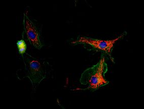 Neue Bilder vom Leben_Lebende Zellen im dreidimensionalen Umfeld beobachten