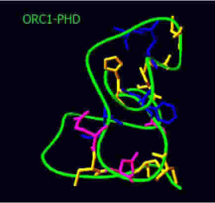 orc1-phd