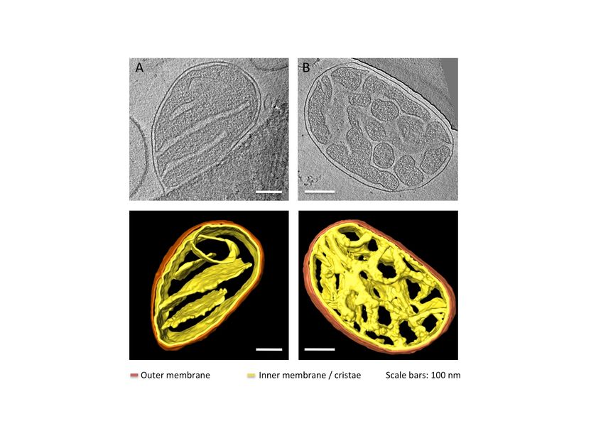 © Bertram Daum, Max-Planck-Institut für Biophysik