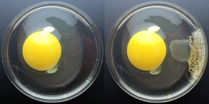 Researchers discover protein protecting against chlorine