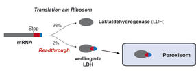 Mechanismus der Genregulation