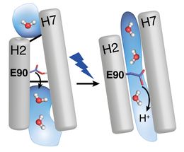 Arbeitsweise von Channelrhodopsin-2 entschlüsselt: Maßanfertigung optogenetischer Werkzeuge möglich