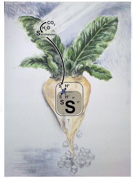 How the sugar gets into the beet