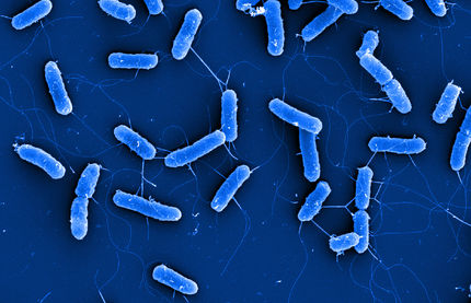 Die Nummer Eins aller Kolibakterien genetisch enträtselt