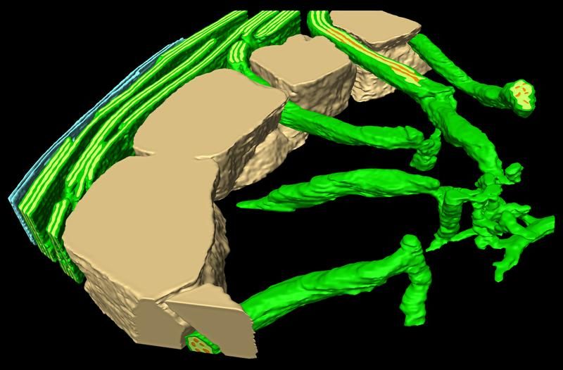 Photosynthesis in 3D