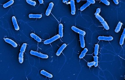 Leibniz Institut DSMZ