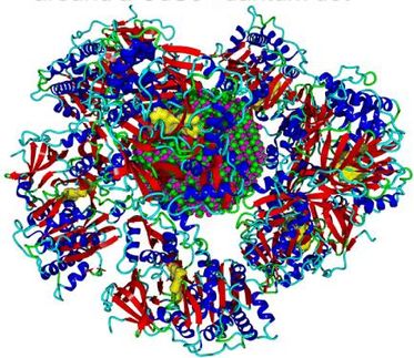 protein corona of firefly luciferase